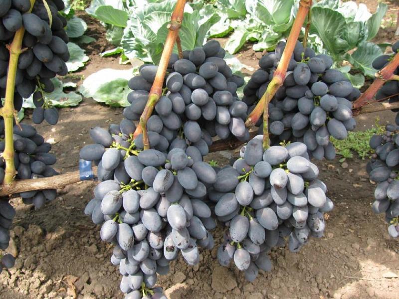 Сорт винограда Кодрянка фото