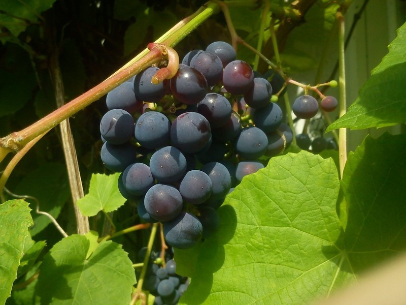 Сорта винограда для Урала - Зилга