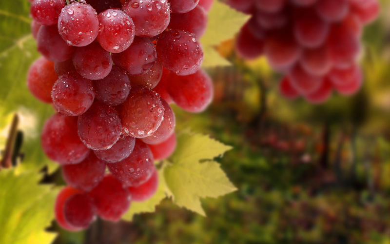 Прибалтийские сорта винограда фото и описание