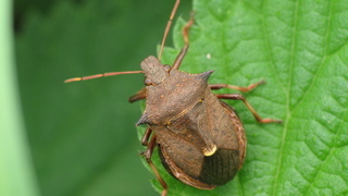 Клоп (лат. Heteroptera)