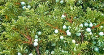 Можжевельник (лат. Juniperus)