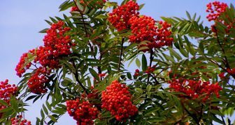 Рябина (лат. Sorbus aucuparia)