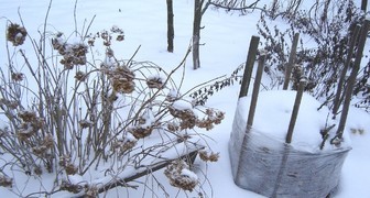 Утепление снегом и защита плодовых деревьев