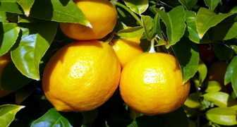 Лимон (лат. Citrus limon)