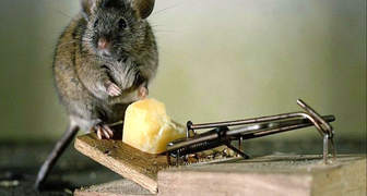 Борьба с мышами в доме и квартирах