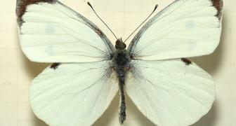 Бабочка – капустница (лат. Pieris brassicae)