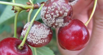Почему у вишни растрескиваются плоды, затем они часто загнивают или усыхают?