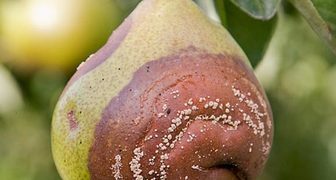 Как избавиться от плодовой гнили на груше?