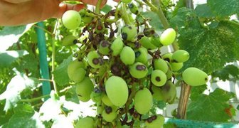 Антракноз винограда (лат. Elsinoe ampelina)