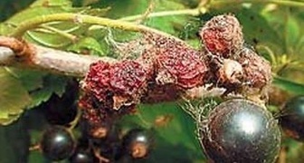 Что это за паутинные гнезда с засохшими ягодами в черной смородине?