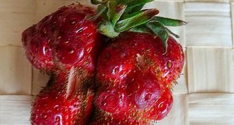Почему ягоды земляники становятся уродливыми?