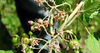 Почему на некоторых ветках черной смородины цветки и даже ягоды усыхают?
