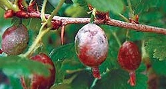 Почему ягоды крыжовника покрываются серым, плотным, войлочным налетом и что с ним делать?