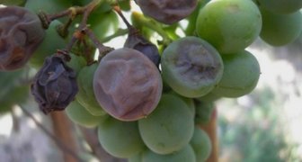 Милдью, ложная мучнистая роса (лат. Plasmopara viticola de bary)
