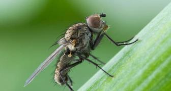Луковая муха (лат. Napomyza gymnostoma)