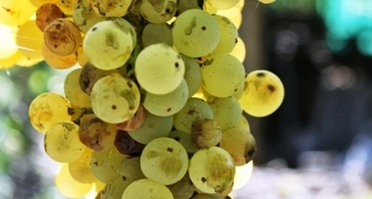 Диплодиоз винограда (лат. Diplodia)