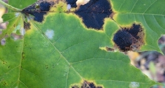 Черная пятнистость - сухорукавность винограда (англ. Branch necrosis)