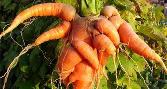 Почему вырастают морковные уродцы?