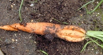 Почему трескаются и даже разворачиваются корнеплоды моркови?