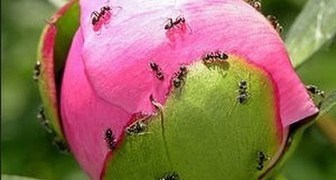 Что делать с муравьями на пионах?