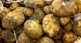 Почему картофель гниет при хранении?