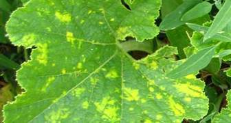 Почему листья огурцов стали «мраморными»?