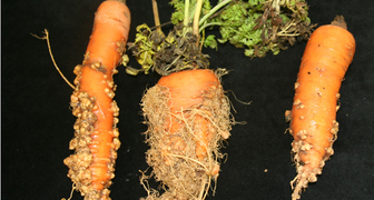 Как спасти морковь от нематоды?
