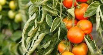 Почему томаты сворачиваются в трубочку?