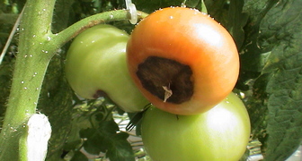 Вершинная гниль томатов (лат. Pseudomonas lycopersici)