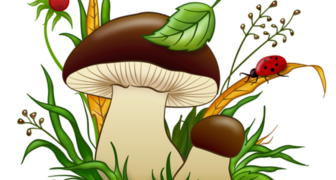 Новинка: белые грибы - активированные споры