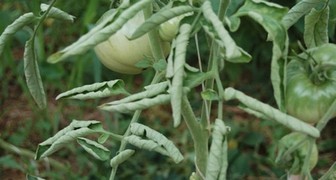 Скручивание листьев у томатов: лечение, устранение причины заболевания