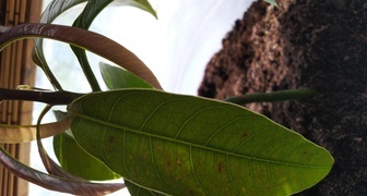 Мелкие темно-коричневые пятна на деревце манго