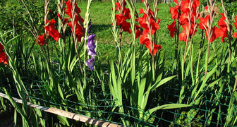 opora dlya gladiolusov setka rabica