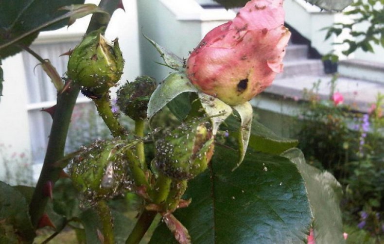 Защитить розы от тли можно периодически обрабатывая их спиртом с подсолнечным маслом