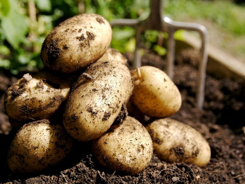 Уборка картофеля