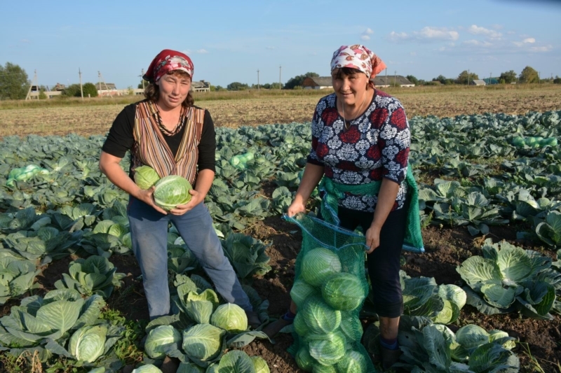 На Евлампия убирают поздний урожай капусты