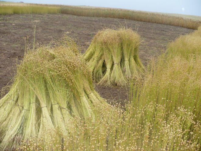 От урожая льна зависело благосостояние крестьян