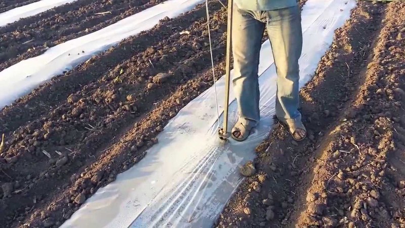 Как выращивать дыни и арбузы в подмосковье