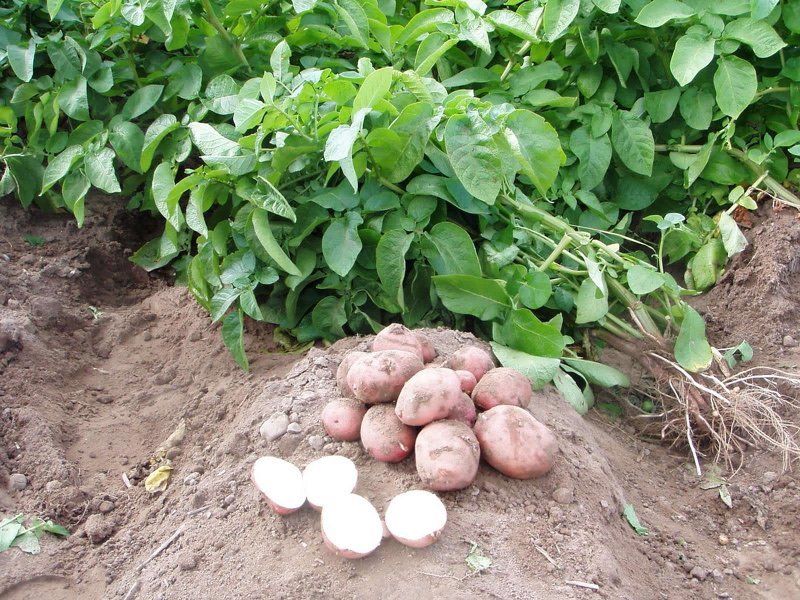 Хороший урожай раннего картофеля зависит от весеннего полива