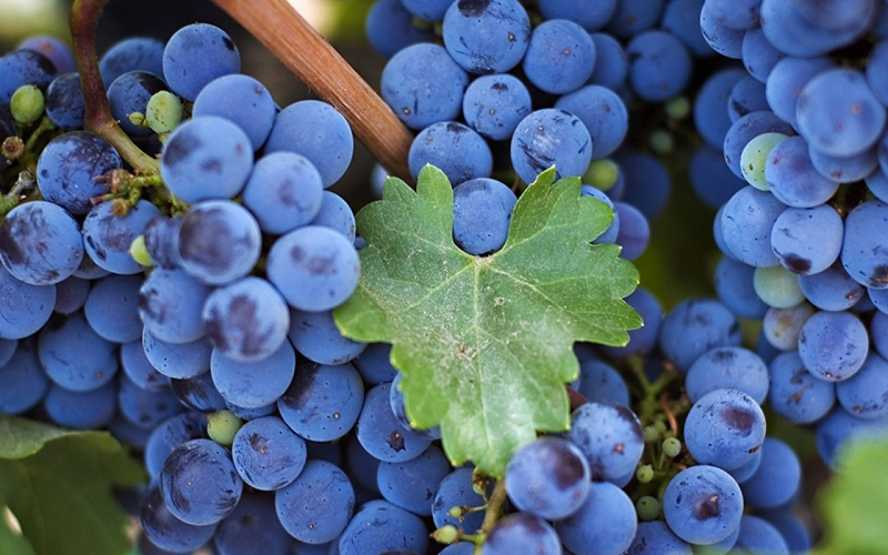 Виноград Изабелла - фото ягод