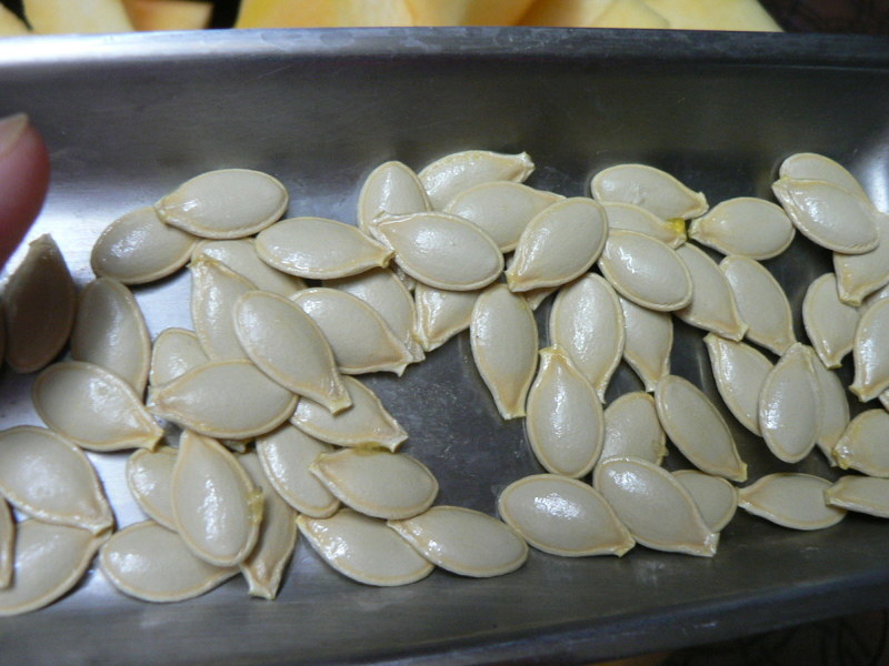 Выбор и подготовка семян кабачков