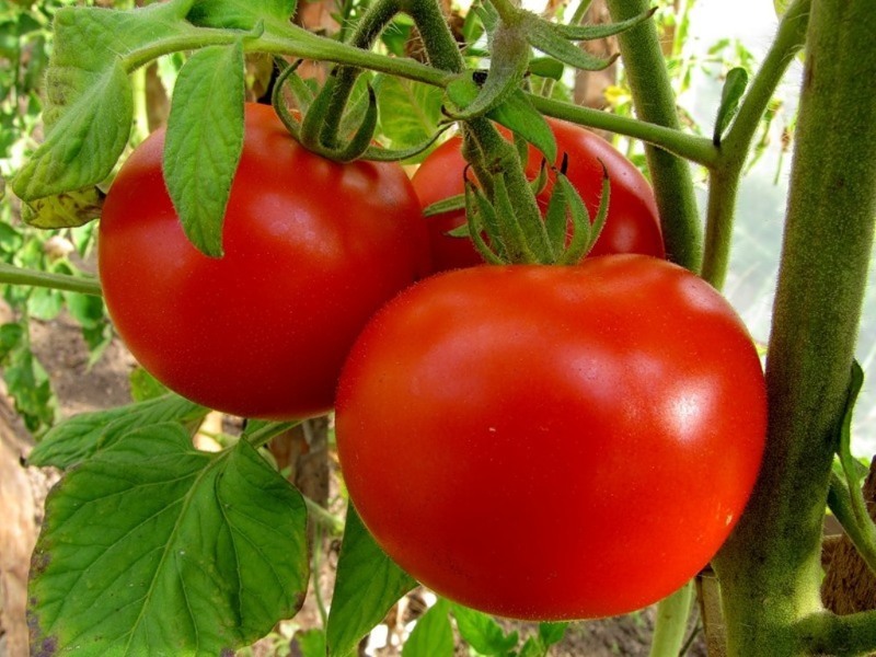 Выращиваем крупные томаты в открытом грунте