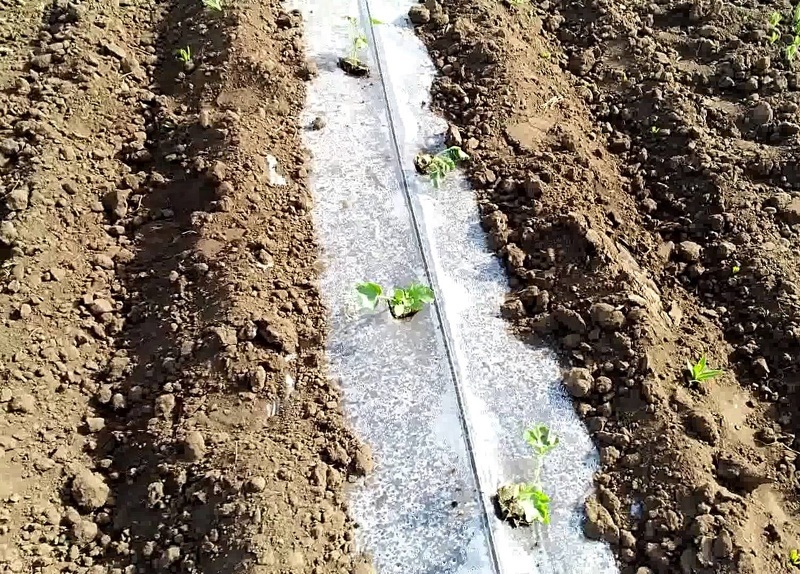 Выращивание арбуза в траншее под пленкой