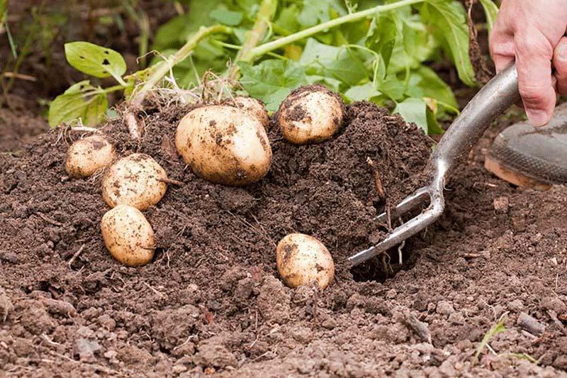 Выращиваем картофель по методу П.Р. Балабанова и собираем невероятный урожай