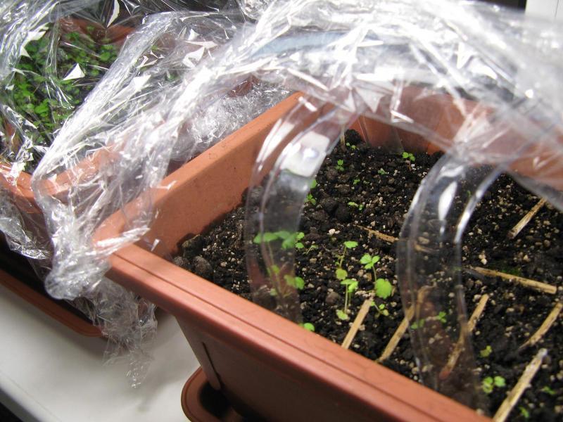 Как выращивать киви из семян в домашних условиях?