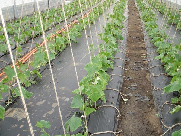 Выращиваем огурцы под пленкой - экономим время и воду