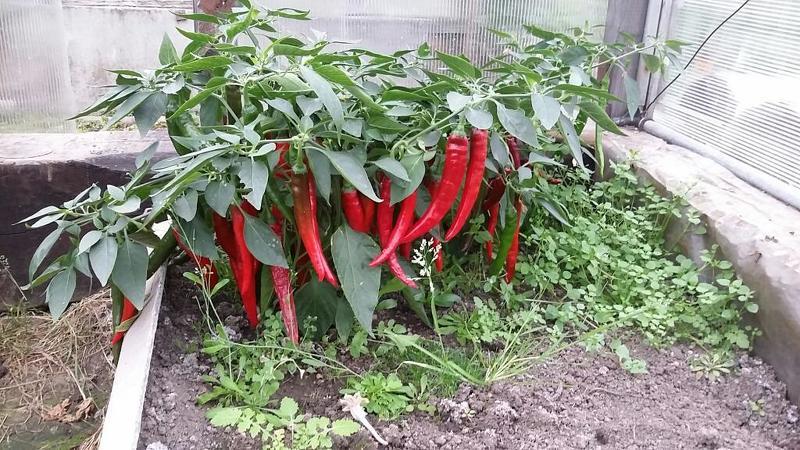 Результат выращивания острого перца из семян