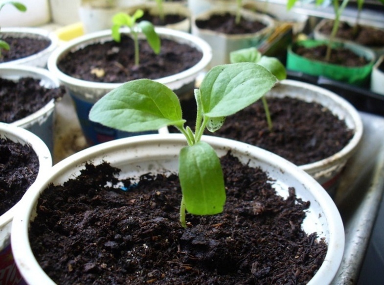 Выращивание рассады арбузов в домашних условиях