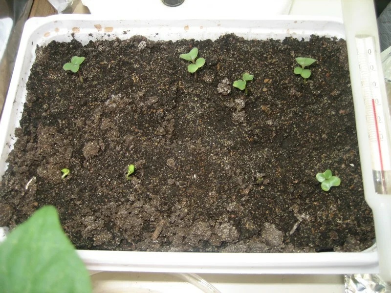 Как выращивать рассаду капусты в домашних условиях?