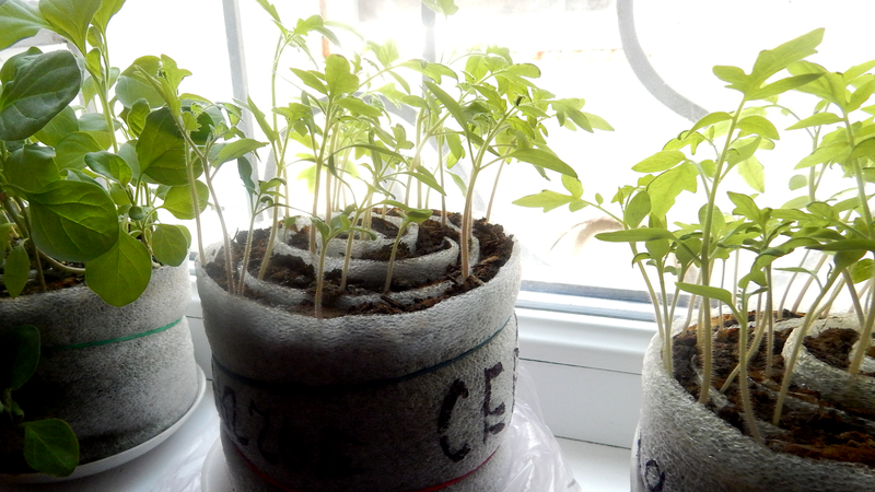 Выращиваем рассаду капусты в домашних условиях